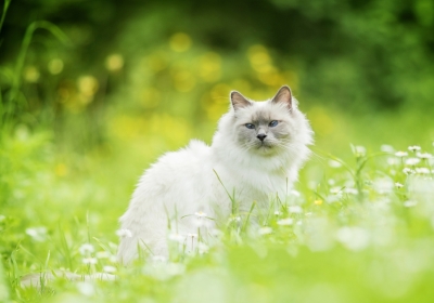 猫,草,散景,白猫4K壁纸