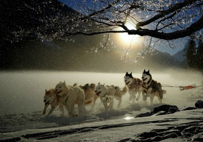狗,哈士奇,冬天,寒冬,雪,雪橇狗赛跑,4K图片
